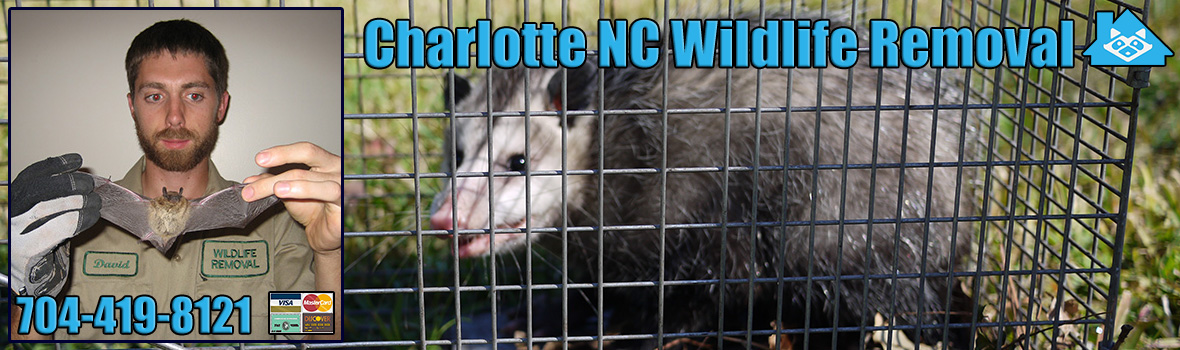 Charlotte Wildlife and Animal Removal
